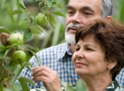 Ayudas para el apoyo a la certificación de la producción ecológica - ASESORÍA OFIGEM